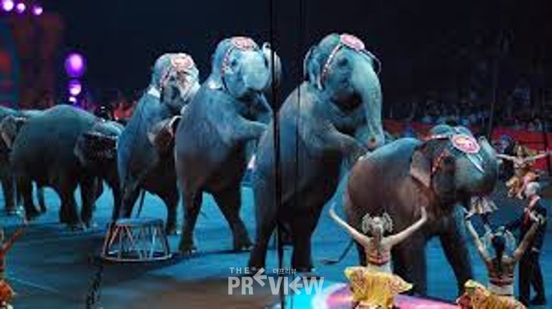 코끼리 서커스 , 출처:구글